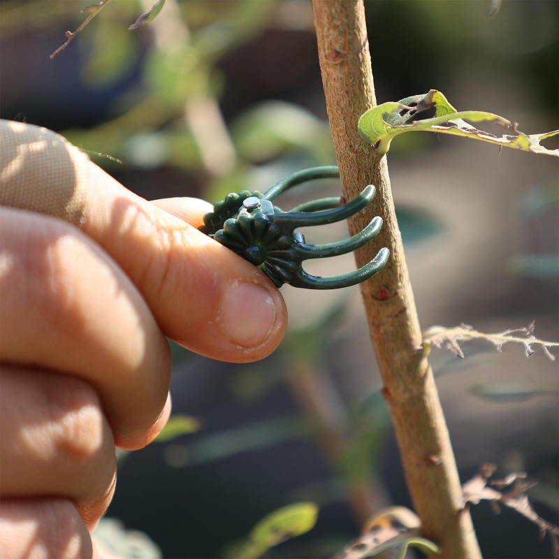Wholesale Mini Plant Support C - Florist Supp avaliação e preço