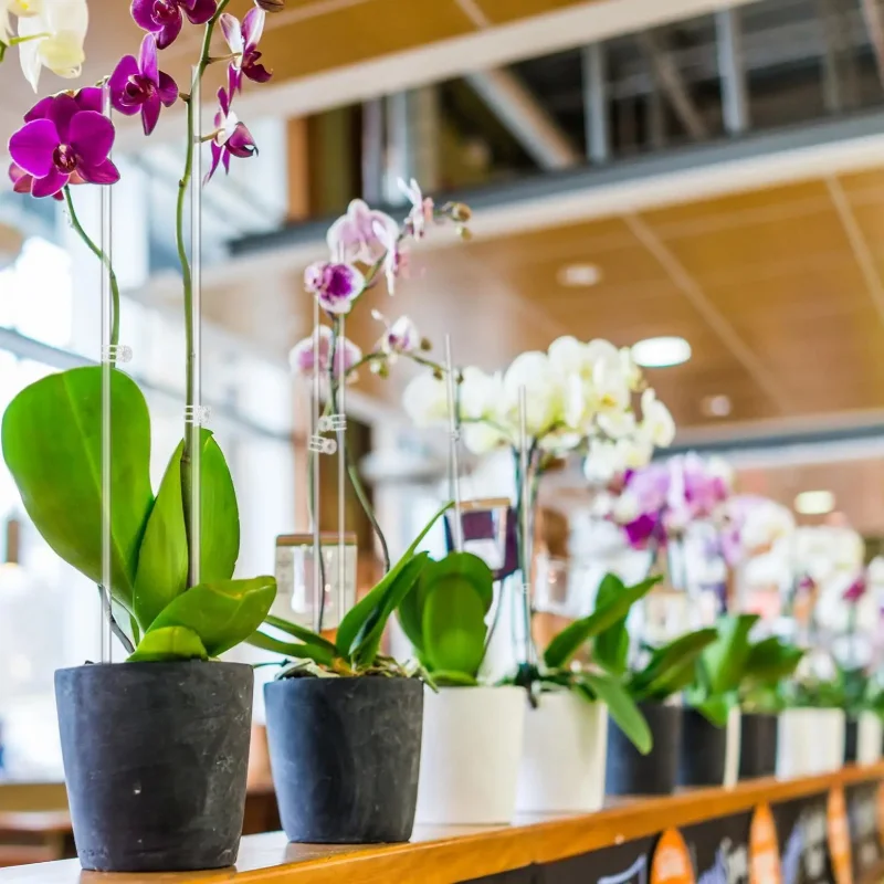 New 10 Transparent Plant Suppo - Florist Supp avaliação e preço